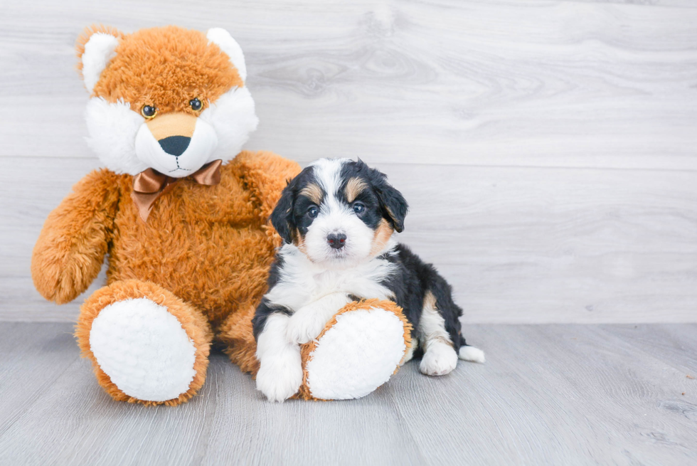 Friendly Mini Bernedoodle Baby