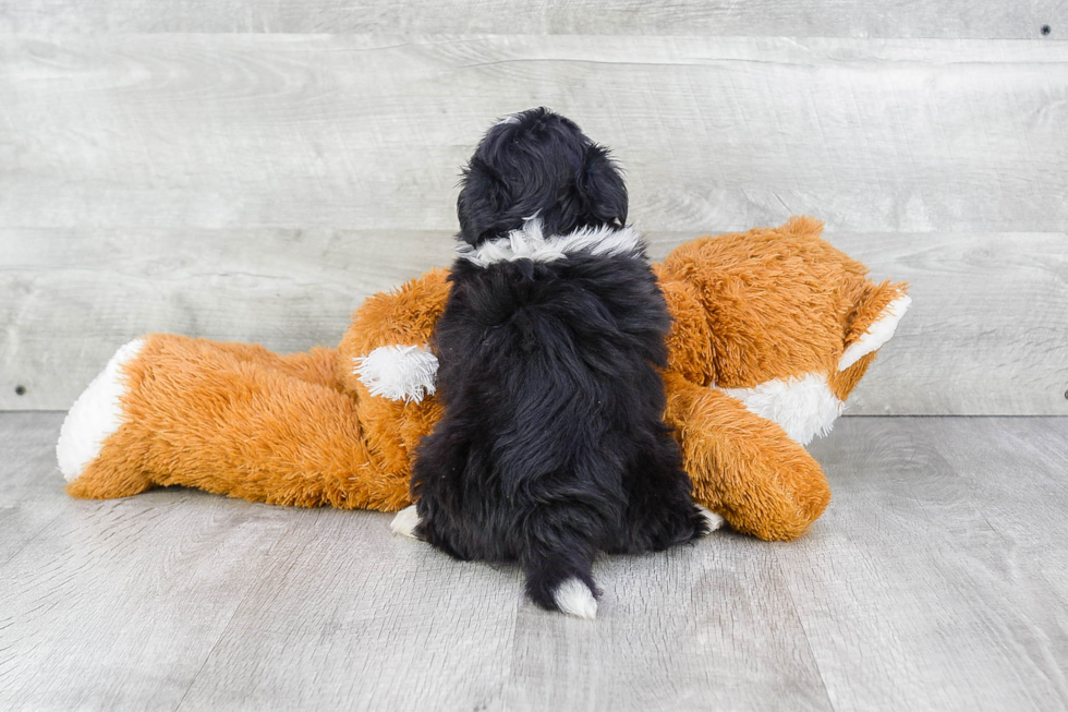 Friendly Havanese Baby
