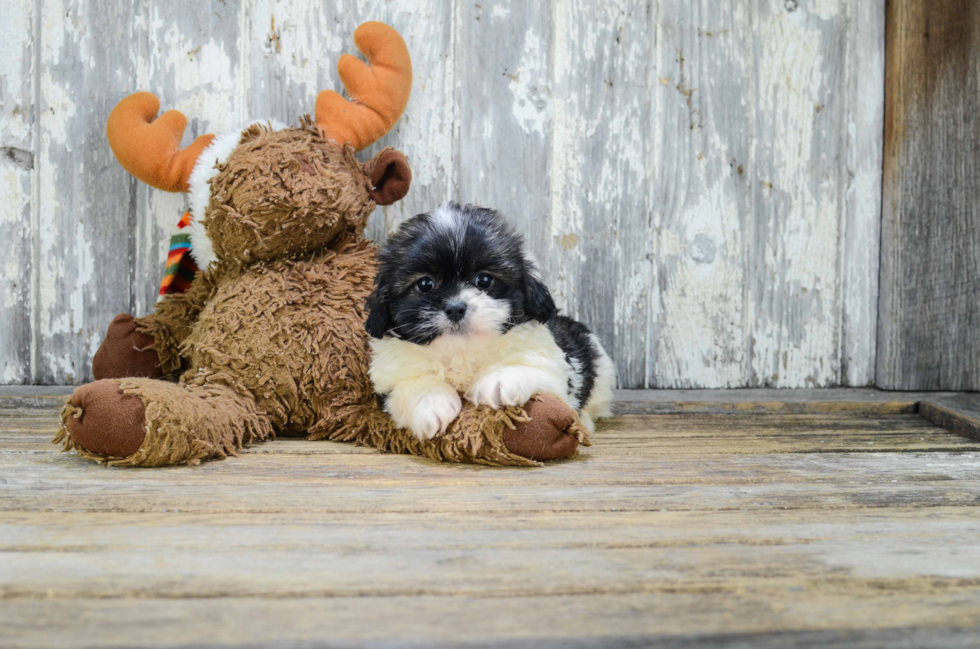 Happy Teddy Bear Baby
