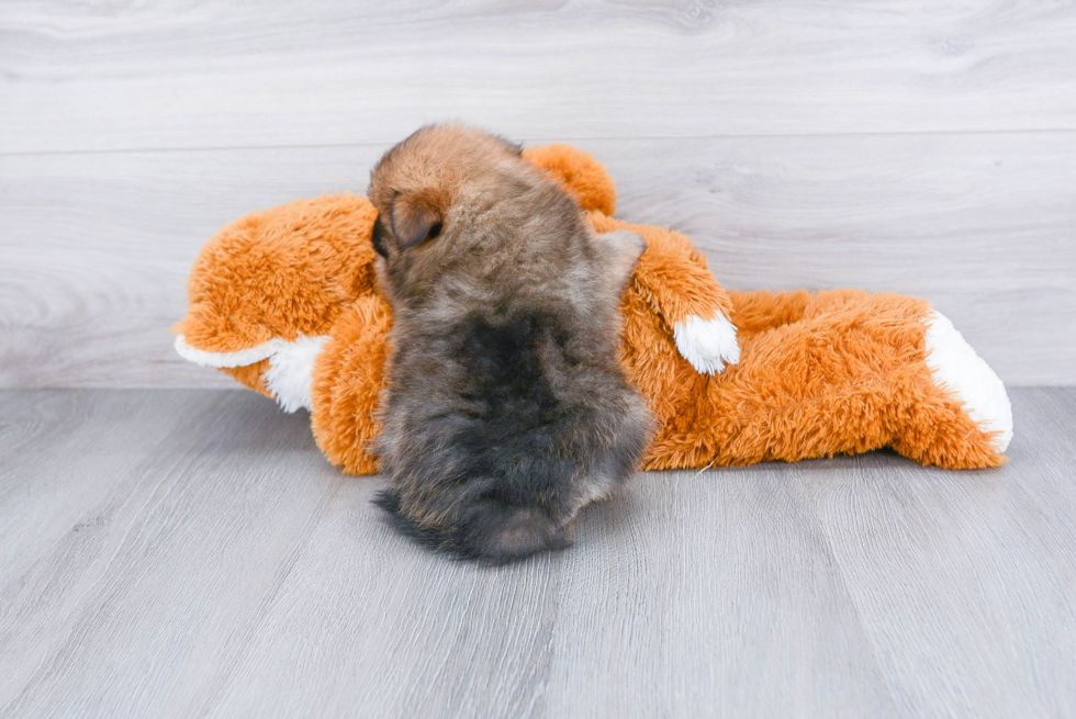 Pomeranian Pup Being Cute