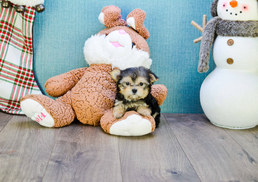 Best Morkie Baby
