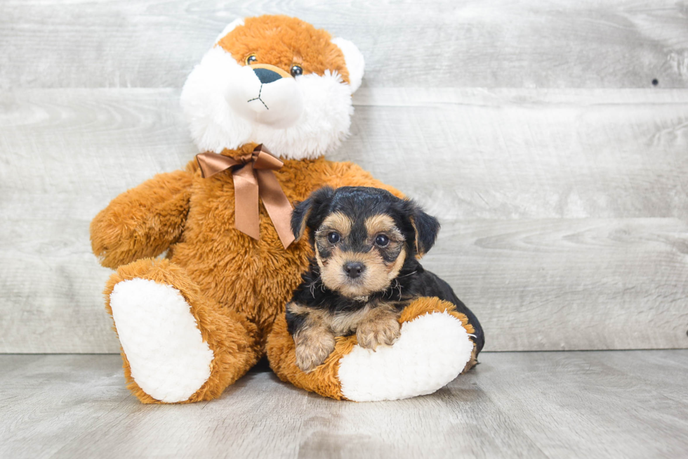 Morkie Pup Being Cute