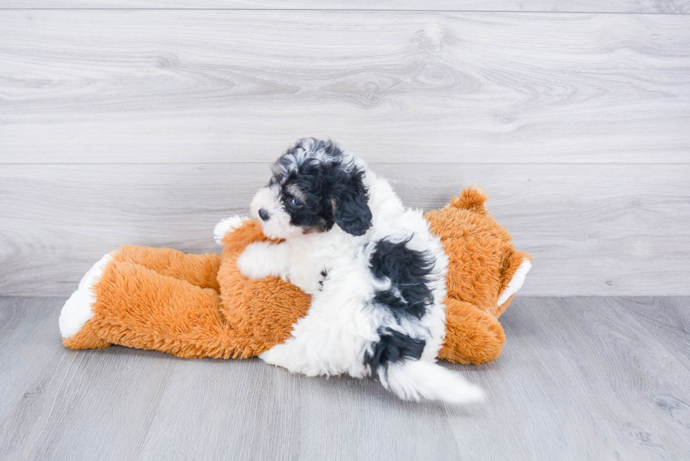 Mini Bernedoodle Pup Being Cute