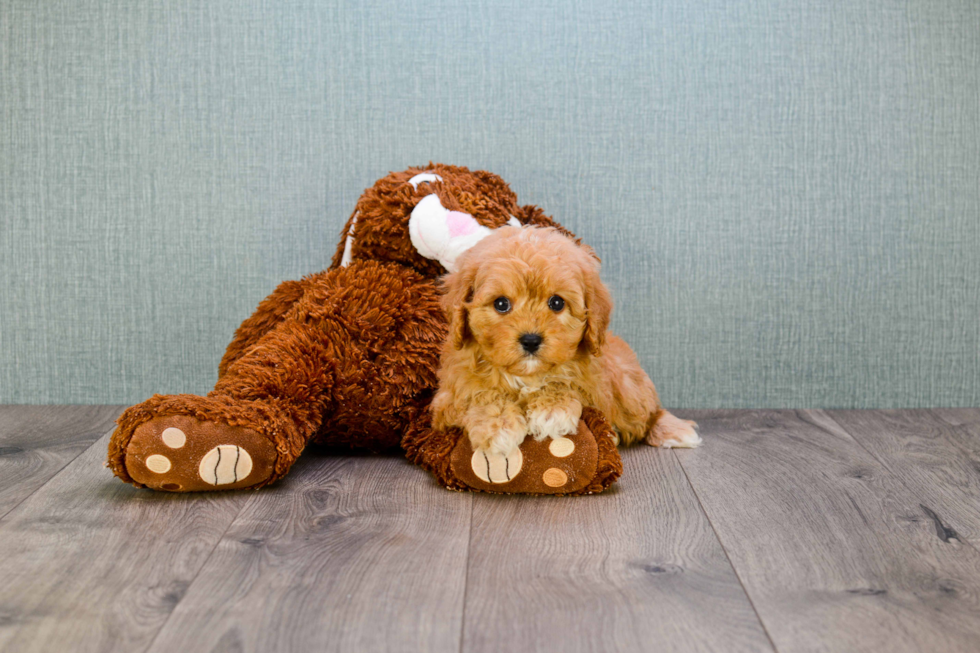 Fluffy Cavapoo Poodle Mix Pup