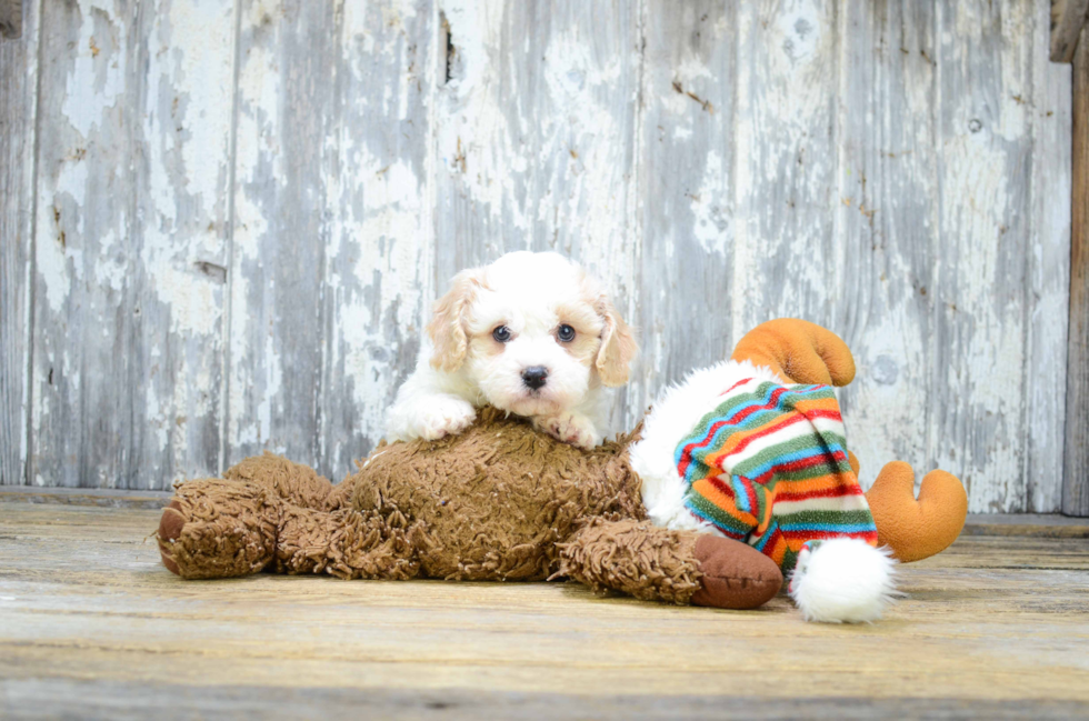 Hypoallergenic Cavalier Designer Puppy