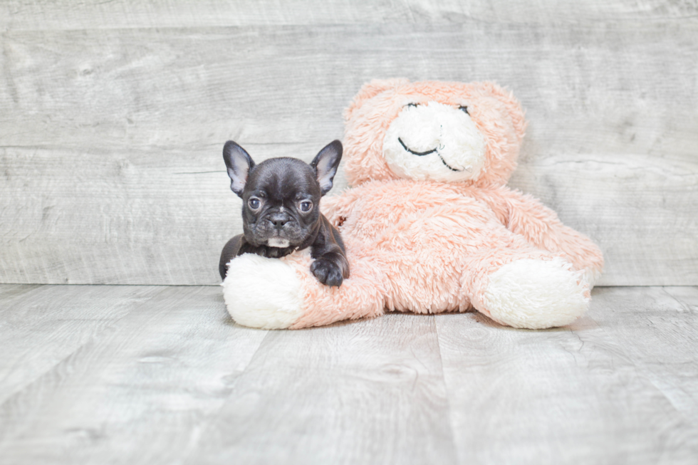 Best French Bulldog Baby
