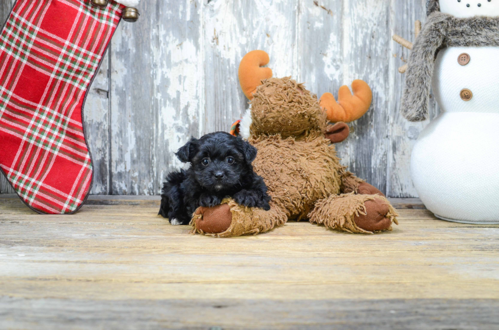 Yorkie Poo Puppy for Adoption