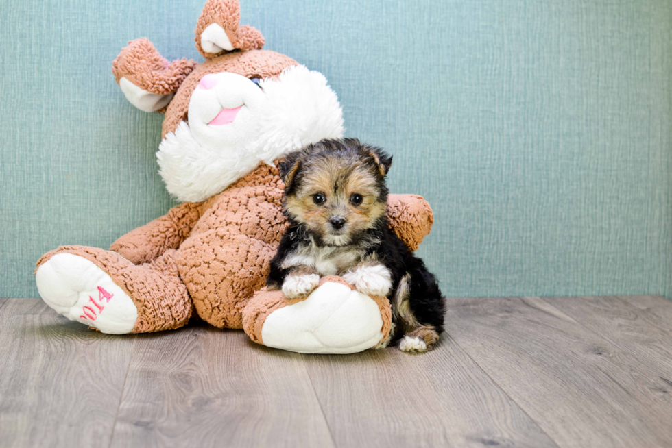Best Morkie Baby