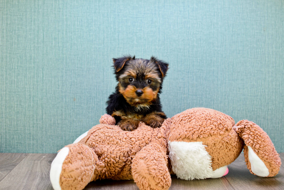 Meet Snickers - our Yorkshire Terrier Puppy Photo 