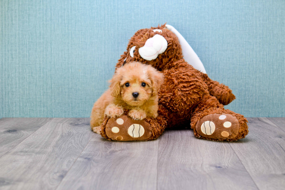 Best Cavapoo Baby