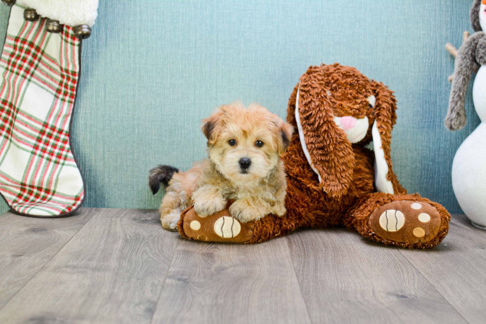 Popular Morkie Designer Pup