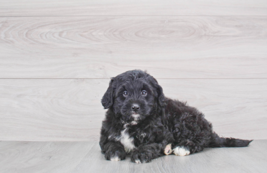 Best Mini Bernedoodle Baby