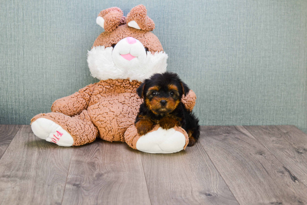 Meet Bella - our Yorkshire Terrier Puppy Photo 