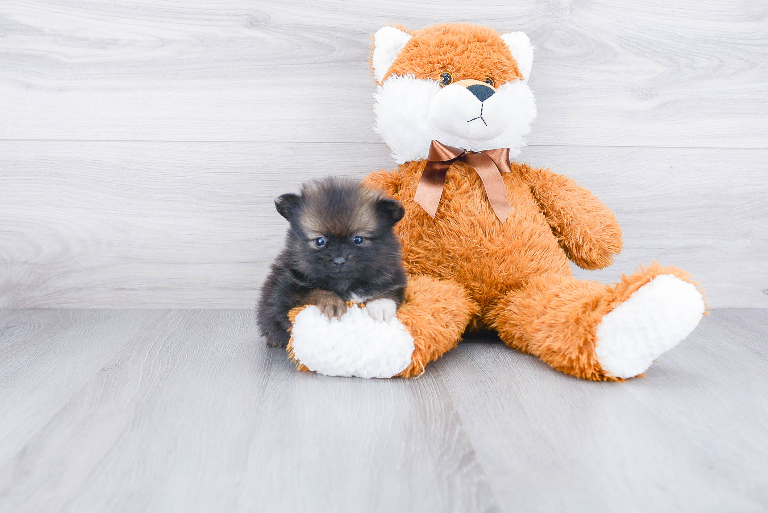 Best Pomeranian Baby