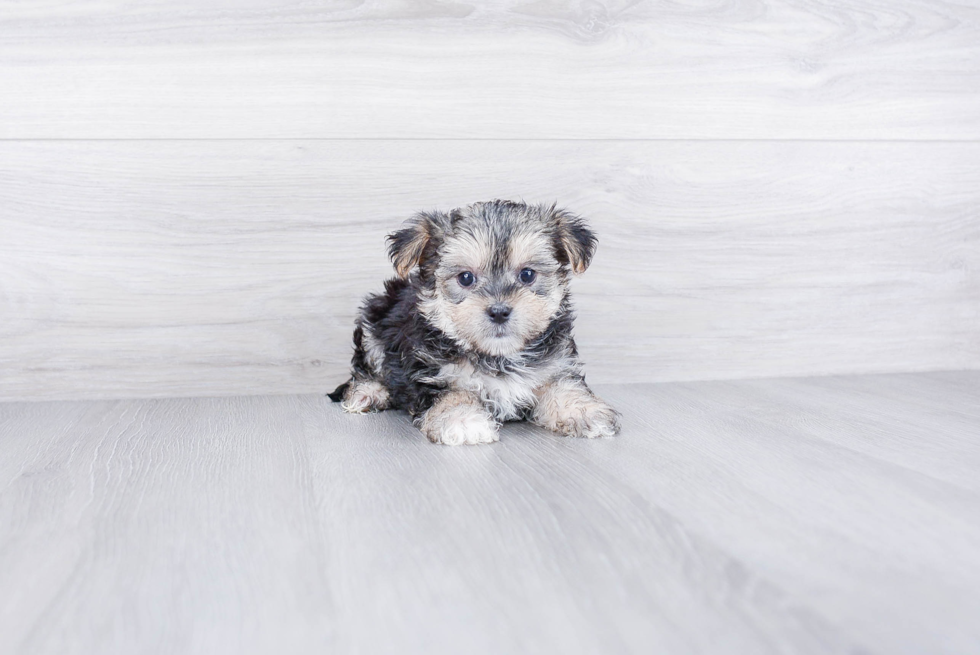 Cute Morkie Baby