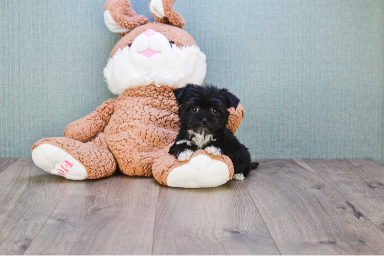 Little Yorkie Designer Puppy