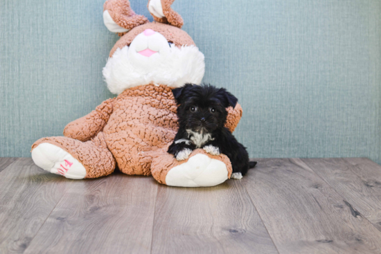 Little Yorkie Designer Puppy