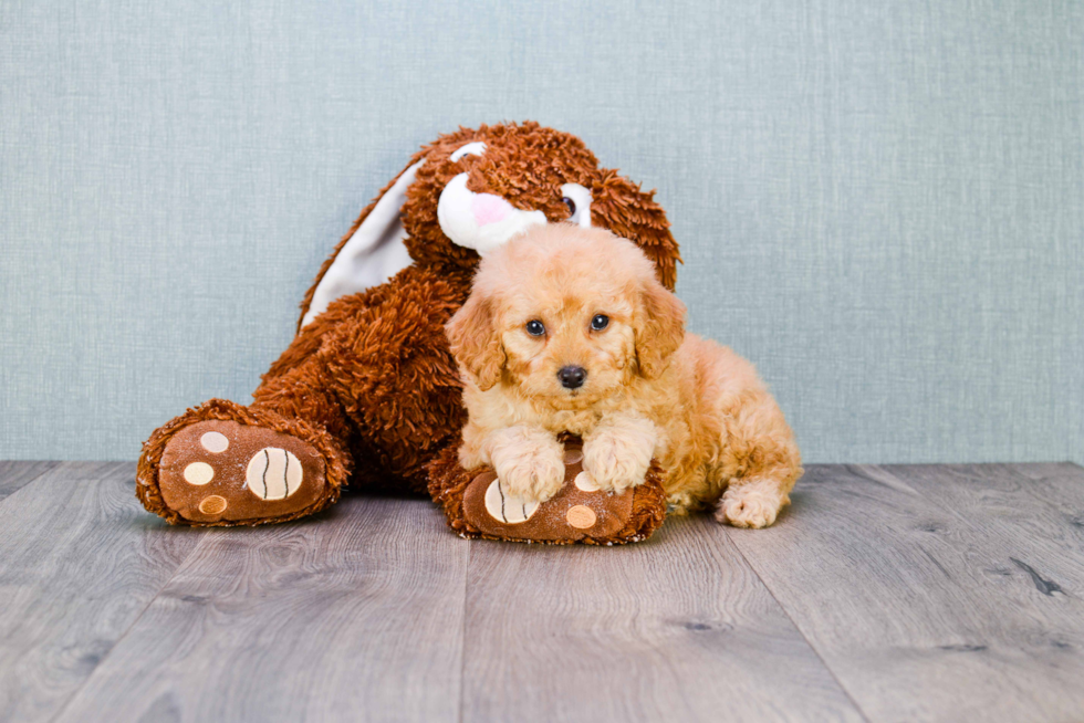 Sweet Mini Goldendoodle Baby