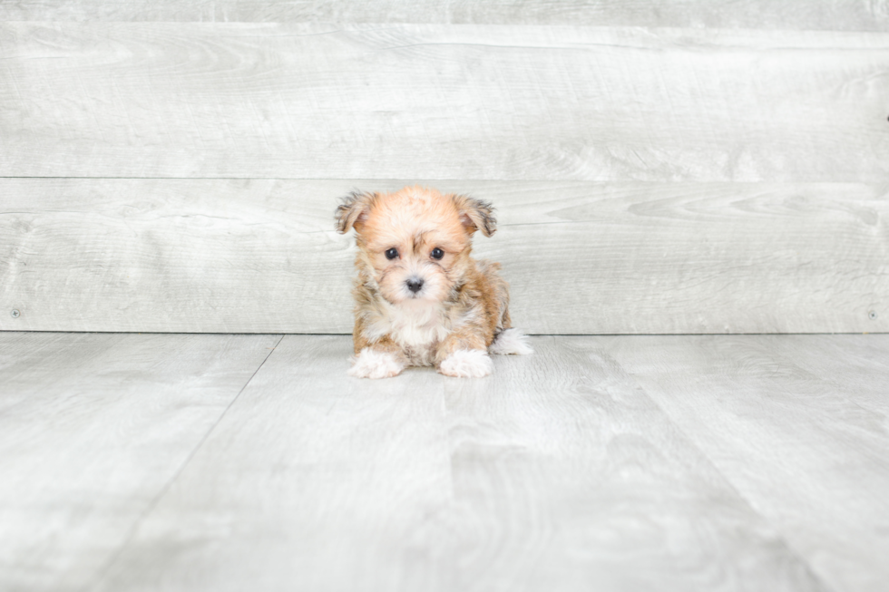 Friendly Morkie Baby