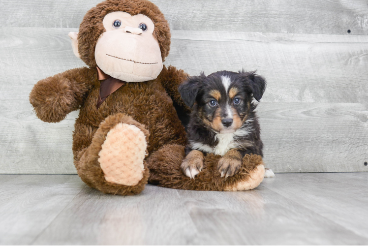 Little Aussiepoo Poodle Mix Puppy