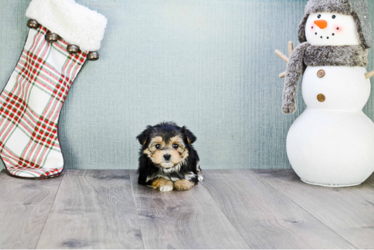 Small Morkie Baby