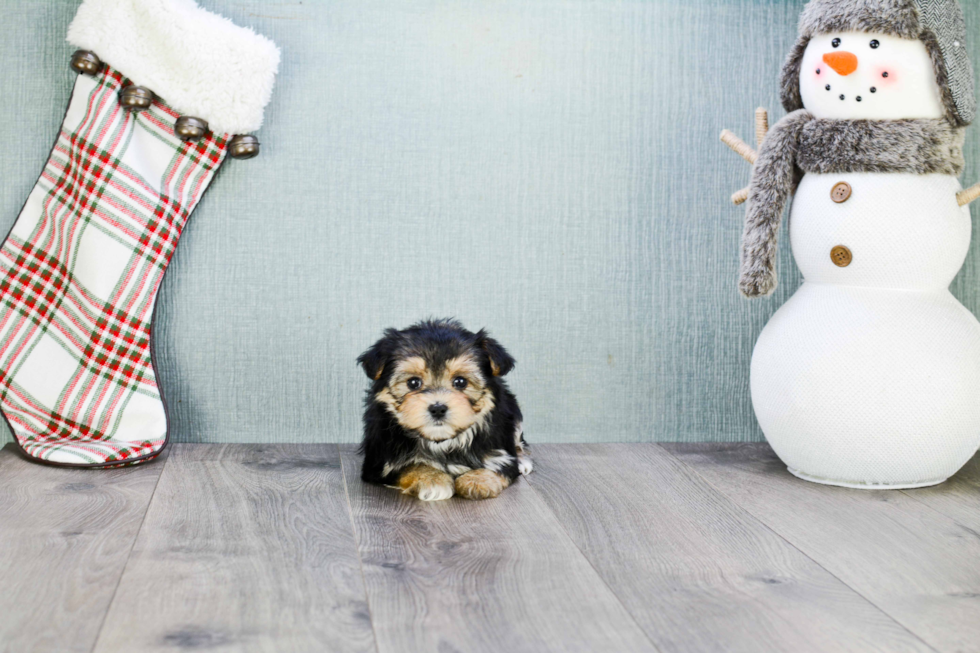 Small Morkie Baby