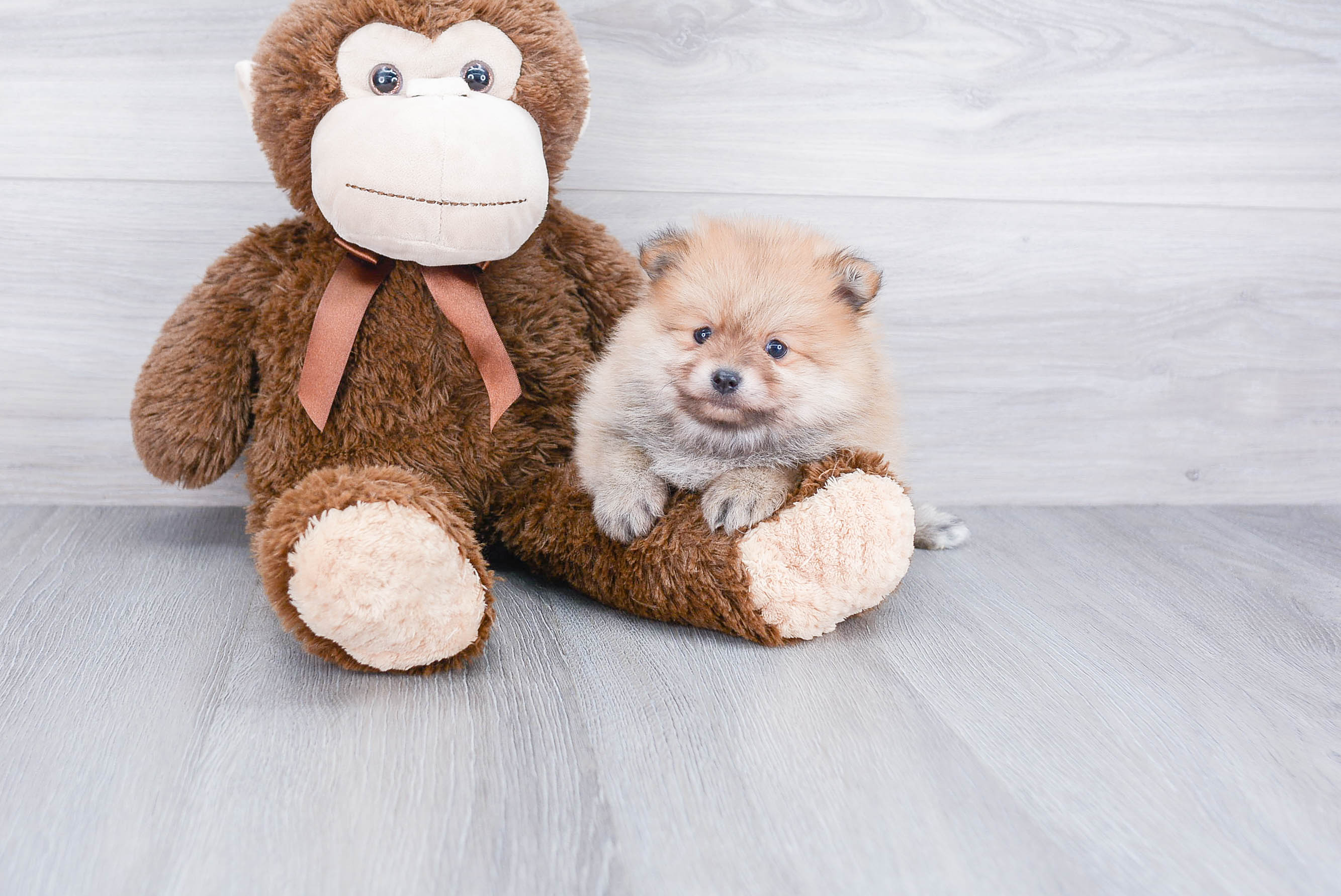 Best Pomeranian Baby