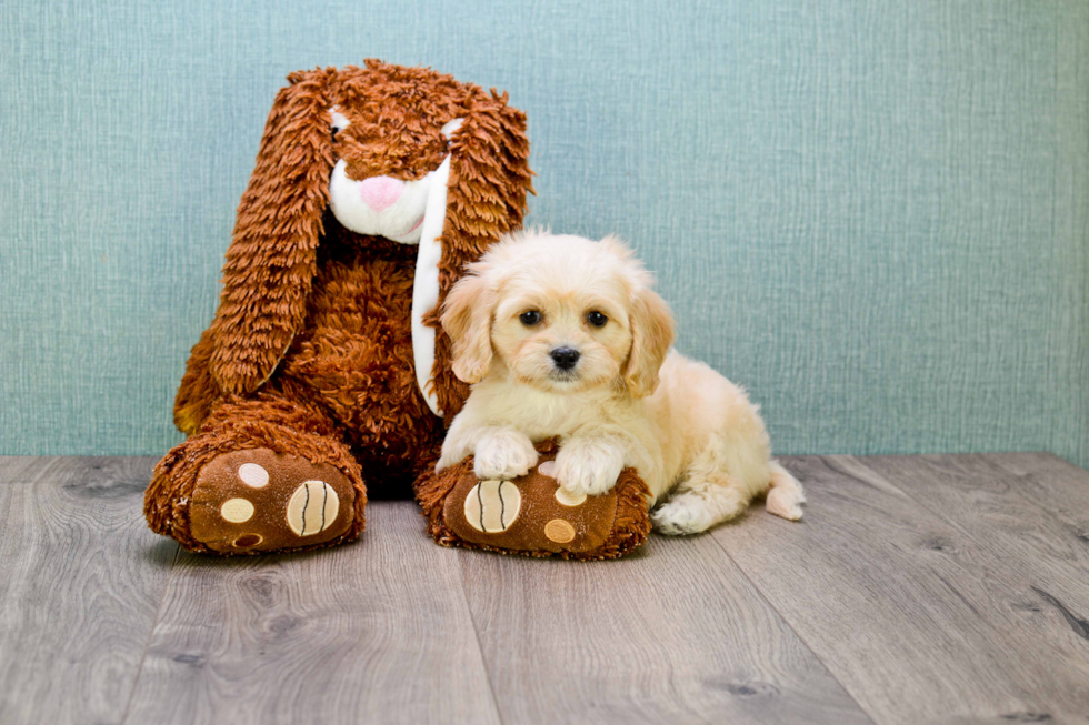 Cavachon Puppy for Adoption