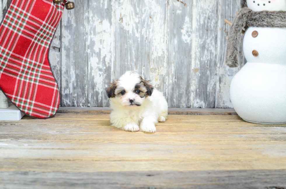 Teddy Bear Puppy for Adoption