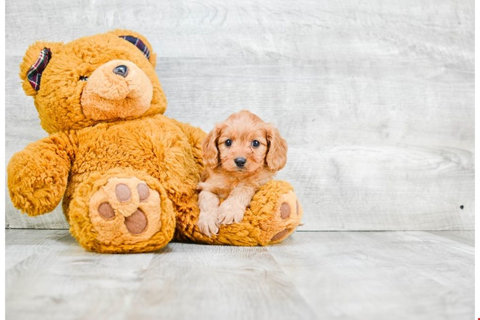 Best Cavapoo Baby
