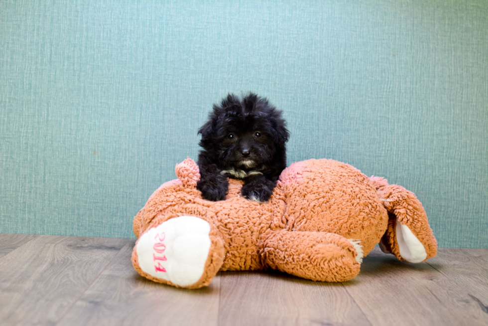 Energetic Maltese Poodle Poodle Mix Puppy
