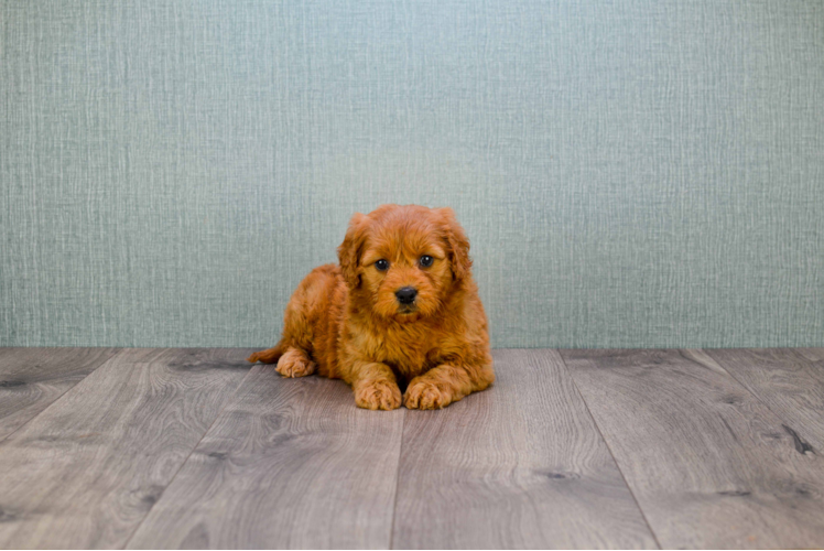 Mini Goldendoodle Puppy for Adoption