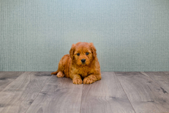 Mini Goldendoodle Puppy for Adoption