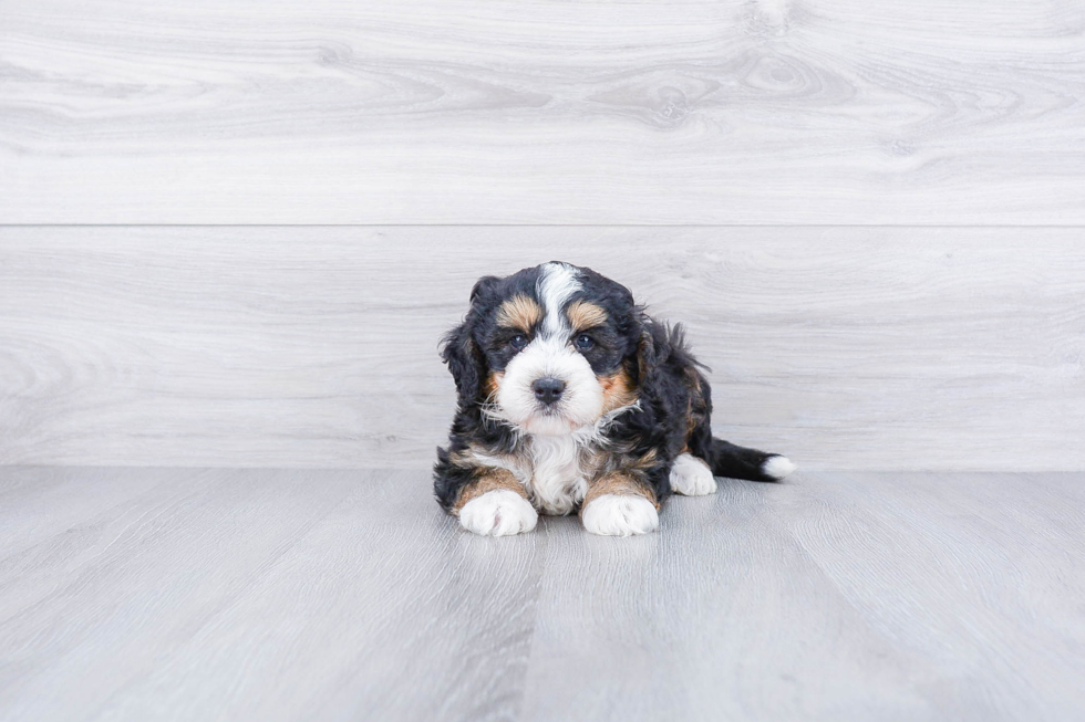 Best Mini Bernedoodle Baby