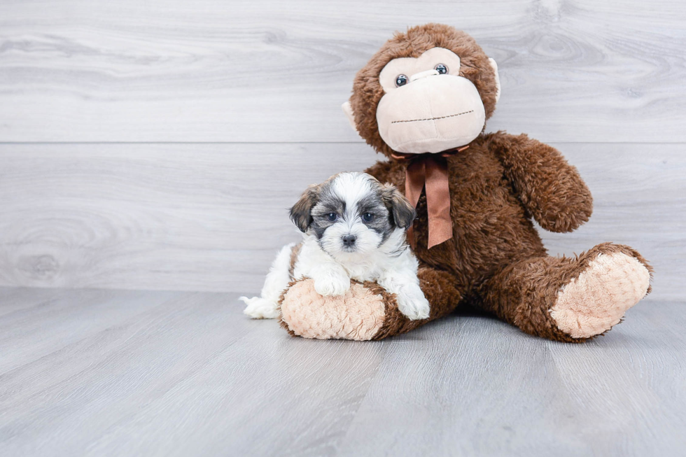 Teddy Bear Pup Being Cute