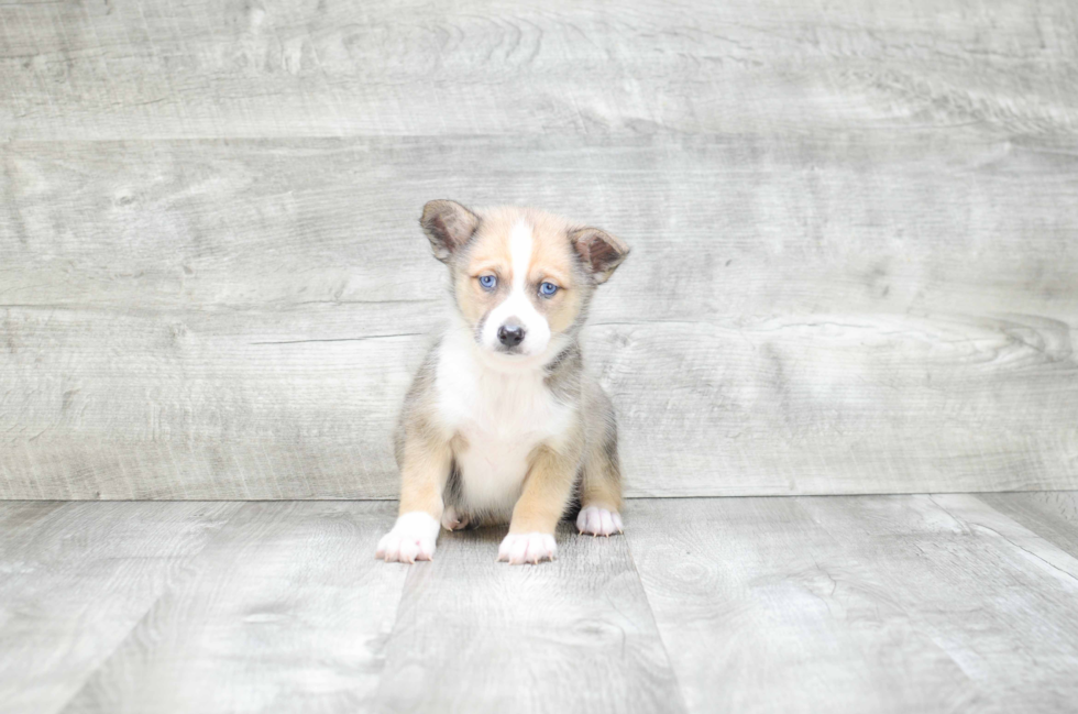 Smart Pomsky Designer Pup