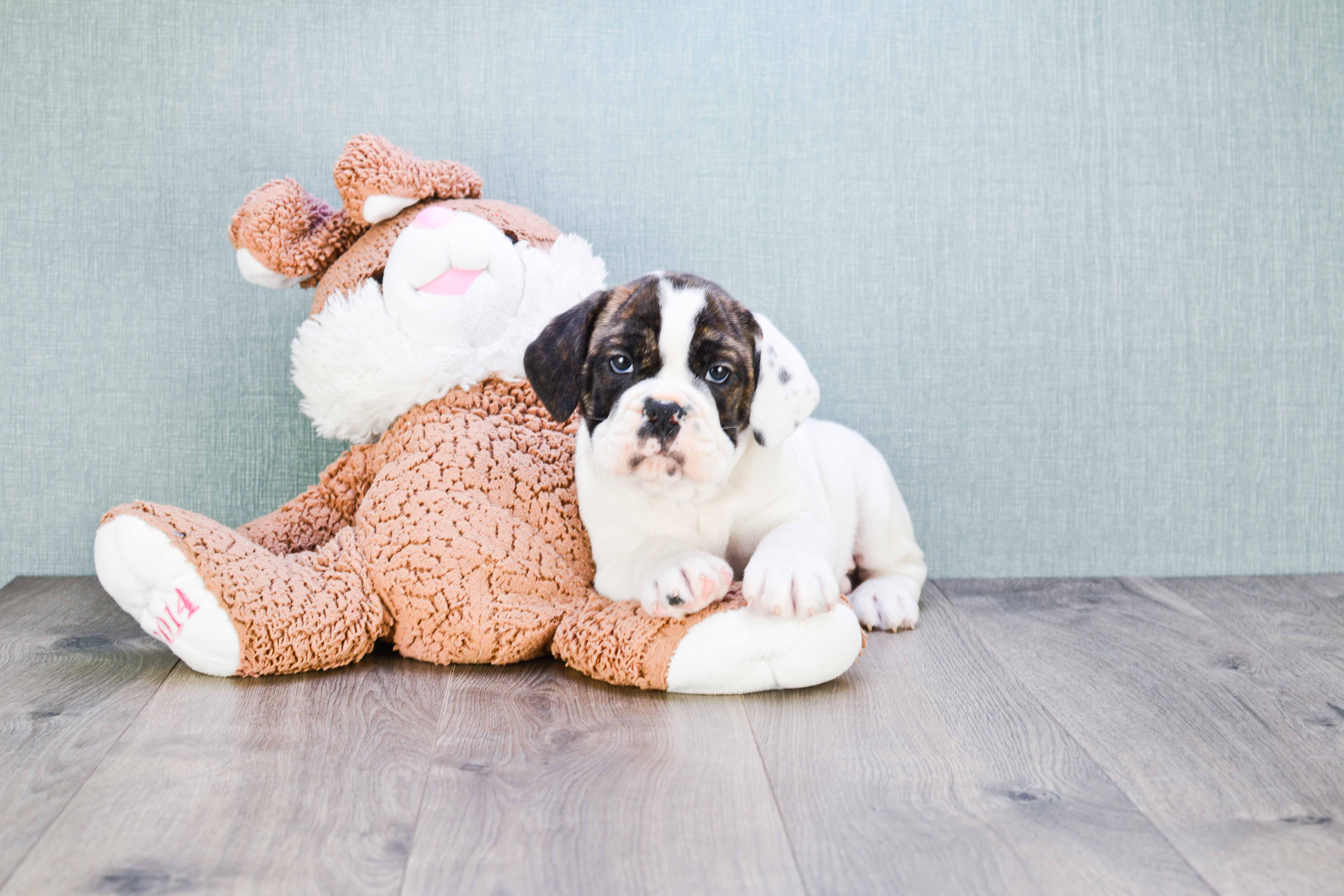 Cute English Bulldog Baby
