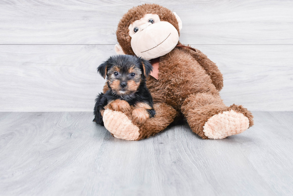 Meet Avery - our Yorkshire Terrier Puppy Photo 