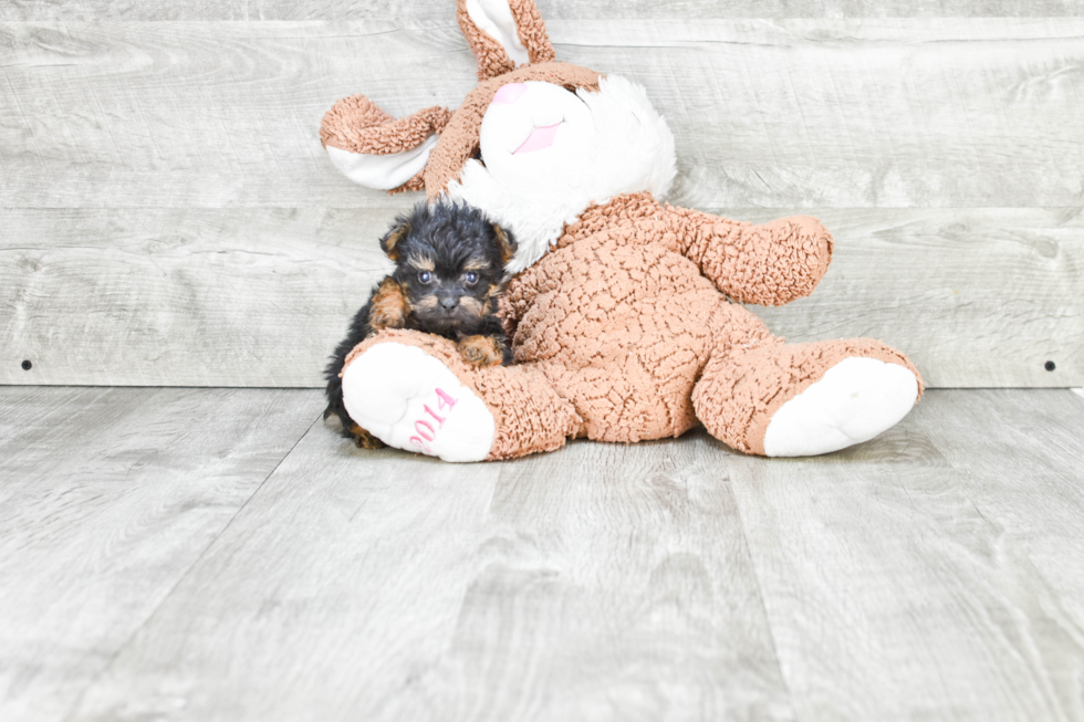 Yorkie Poo Pup Being Cute