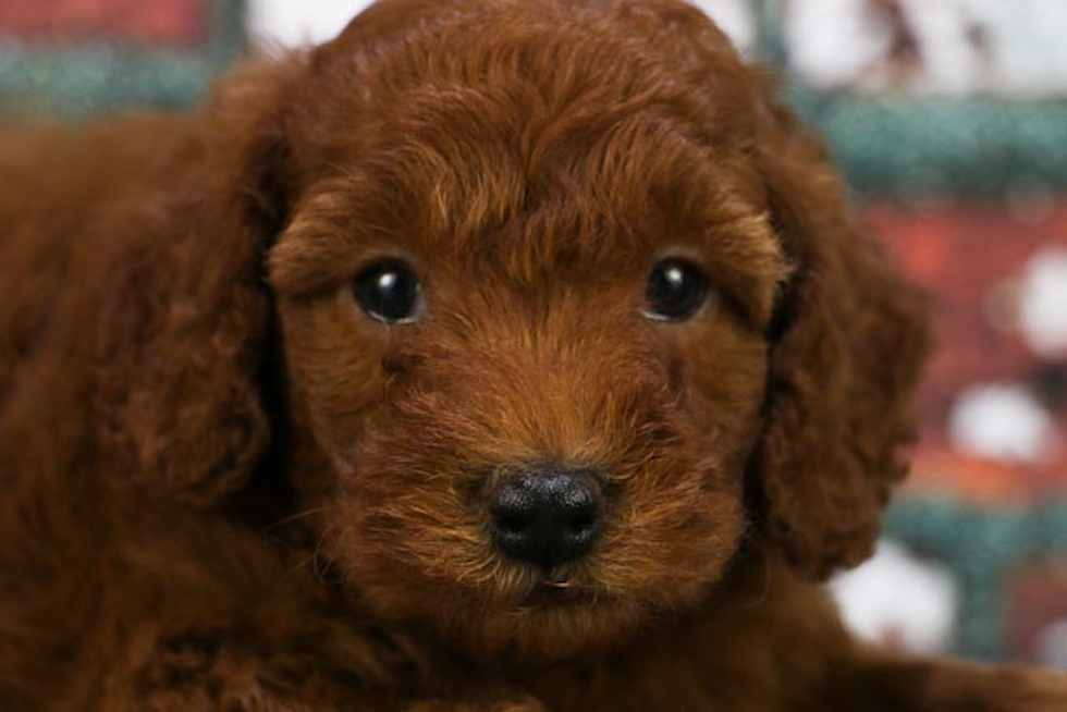 Cute Mini Goldendoodle Baby