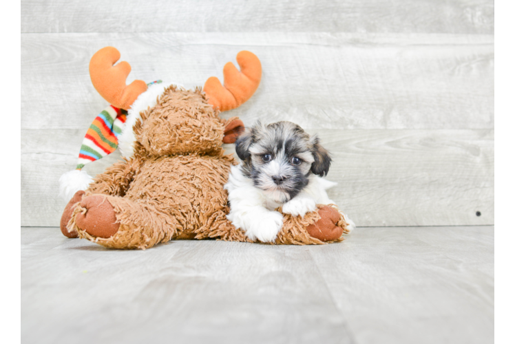 Little Havanese Purebred Pup