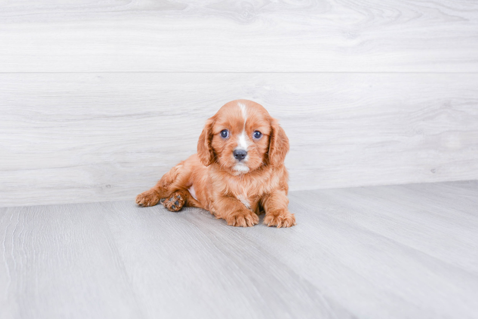 Best Cavalier King Charles Spaniel Baby
