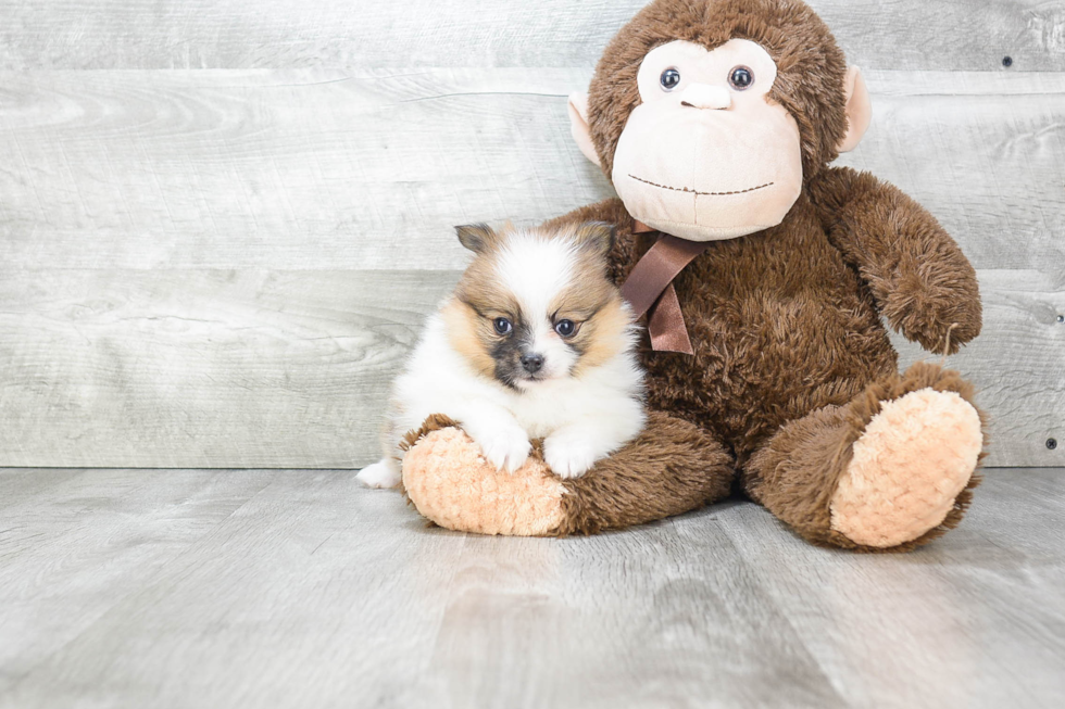 Best Pomeranian Baby