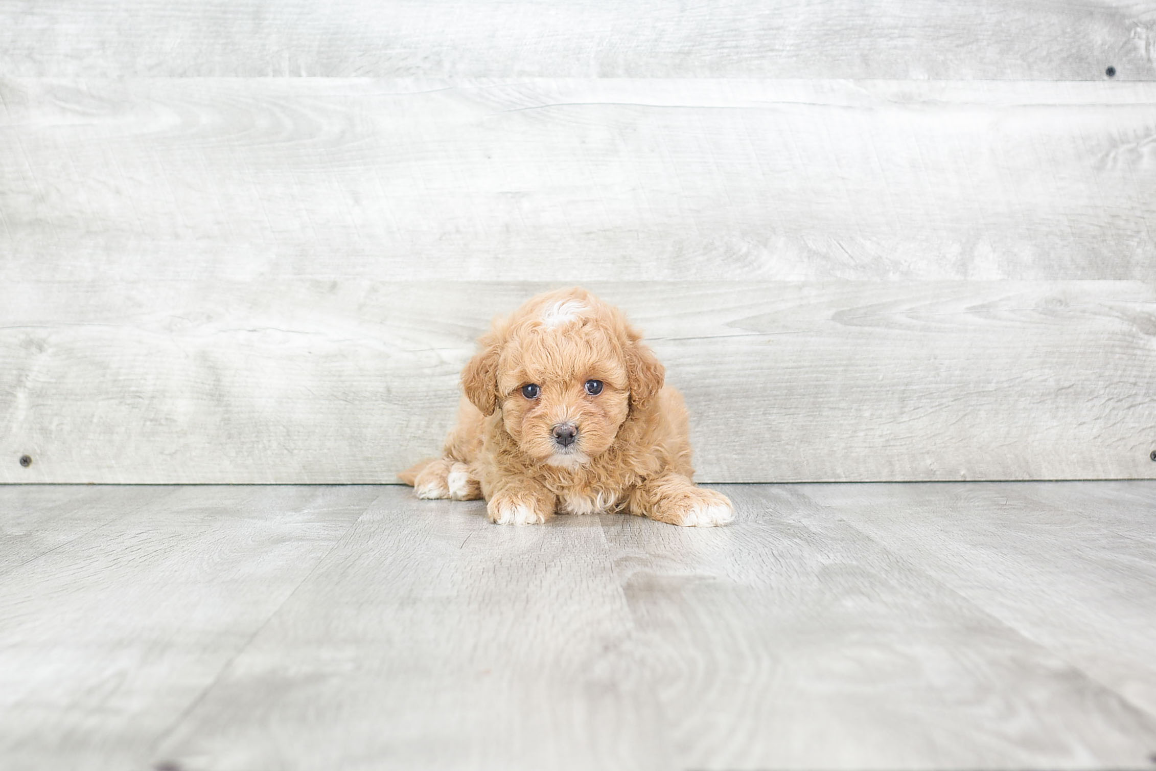 Best Maltipoo Baby