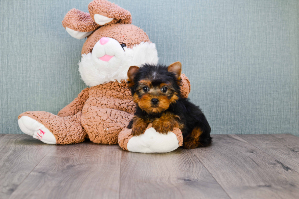 Meet Beckham - our Yorkshire Terrier Puppy Photo 
