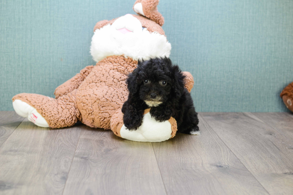 Yorkie Poo Pup Being Cute