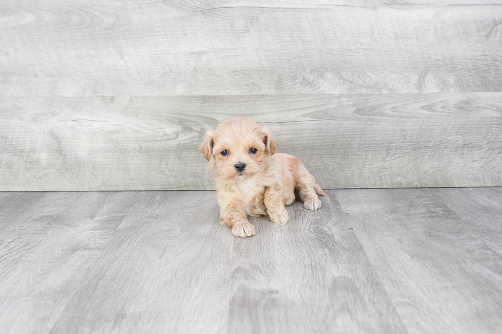 Maltipoo Puppy for Adoption