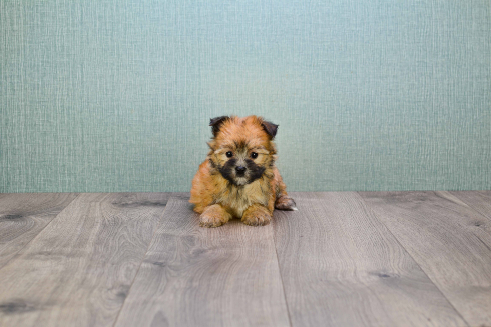 Friendly Morkie Baby