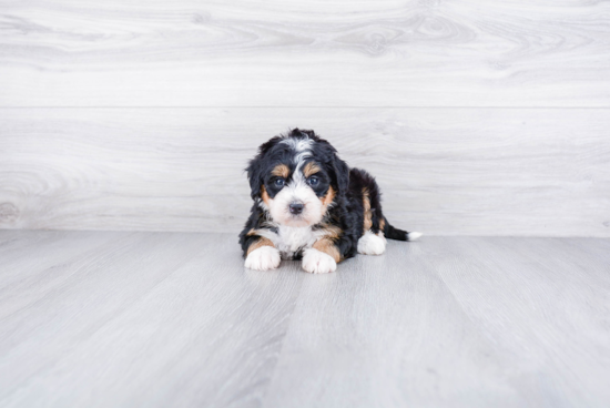Best Mini Bernedoodle Baby