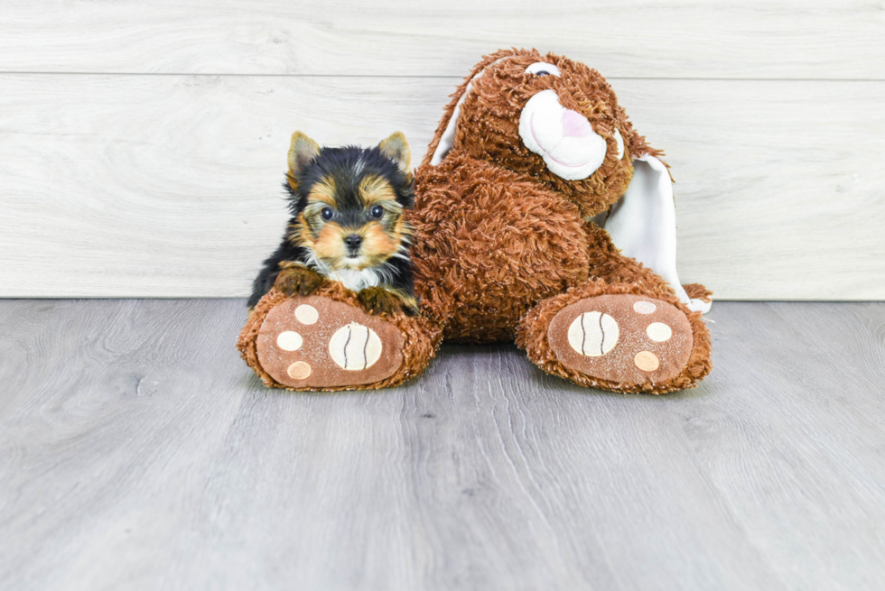 Meet Diddy - our Yorkshire Terrier Puppy Photo 